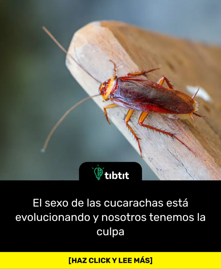 El sexo de las cucarachas está evolucionando y nosotros tenemos la culpa