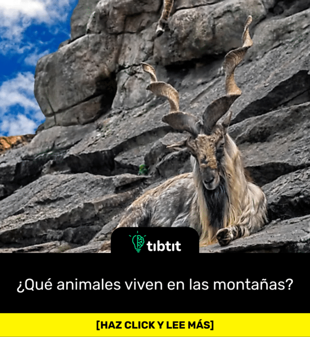 ¿Qué animales viven en las montañas?