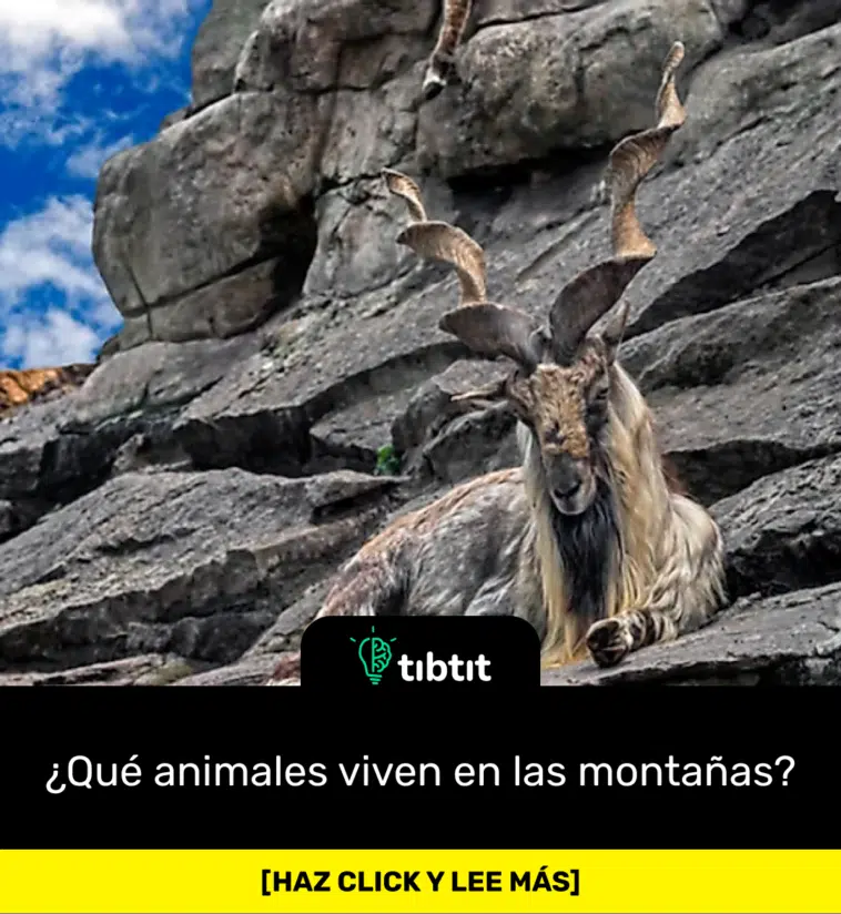 ¿Qué animales viven en las montañas?