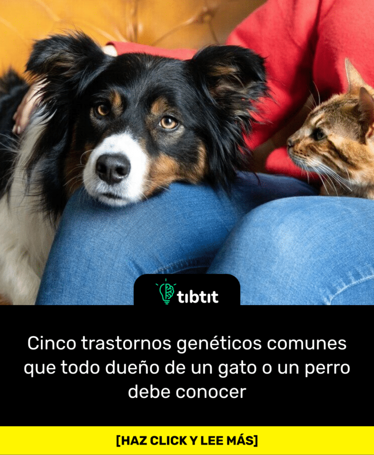 Cinco trastornos genéticos comunes que todo dueño de un gato o un perro debe conocer