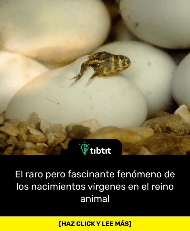 El raro pero fascinante fenómeno de los nacimientos vírgenes en el reino animal