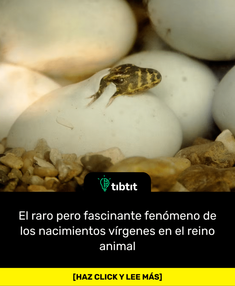El raro pero fascinante fenómeno de los nacimientos vírgenes en el reino animal