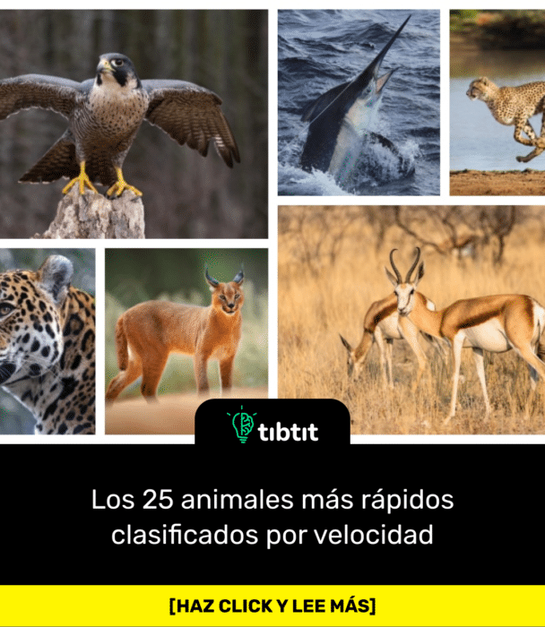 Los 25 animales más rápidos clasificados por velocidad