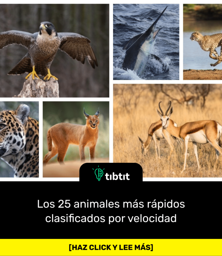 Los 25 animales más rápidos clasificados por velocidad