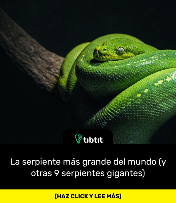 La serpiente más grande del mundo (y otras 9 serpientes gigantes)