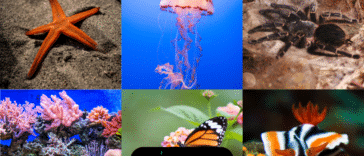 20 nombres de animales en hindi