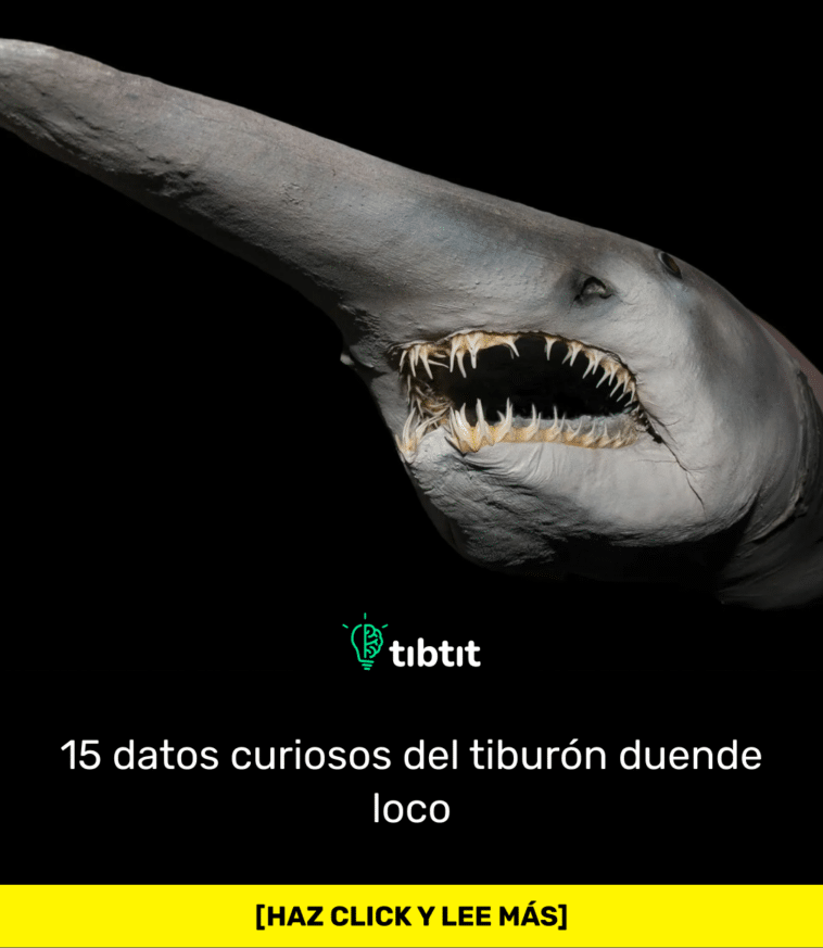 15 datos curiosos del tiburón duende loco