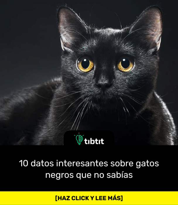 10 datos interesantes sobre gatos negros que no sabías
