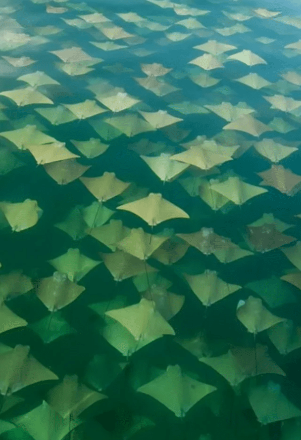 Así es como se ven las rayas migratorias.