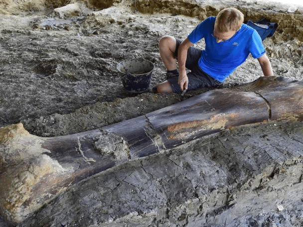 Fémur de dinosaurio de 140 millones de años y 500 kg descubierto en Francia