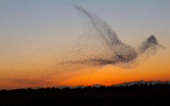 Muchos pájaros alineándose y formando uno más grande
