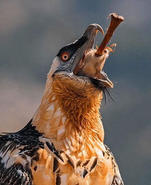 El Quebrantahuesos, es una especie de Buitre que se alimenta enteramente de huesos. Tiene un ácido estomacal 100 veces más fuerte que el de un humano y puede vivir hasta 40 años en cautiverio.