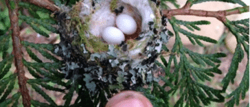 Huevos de colibrí del tamaño de tic tacs