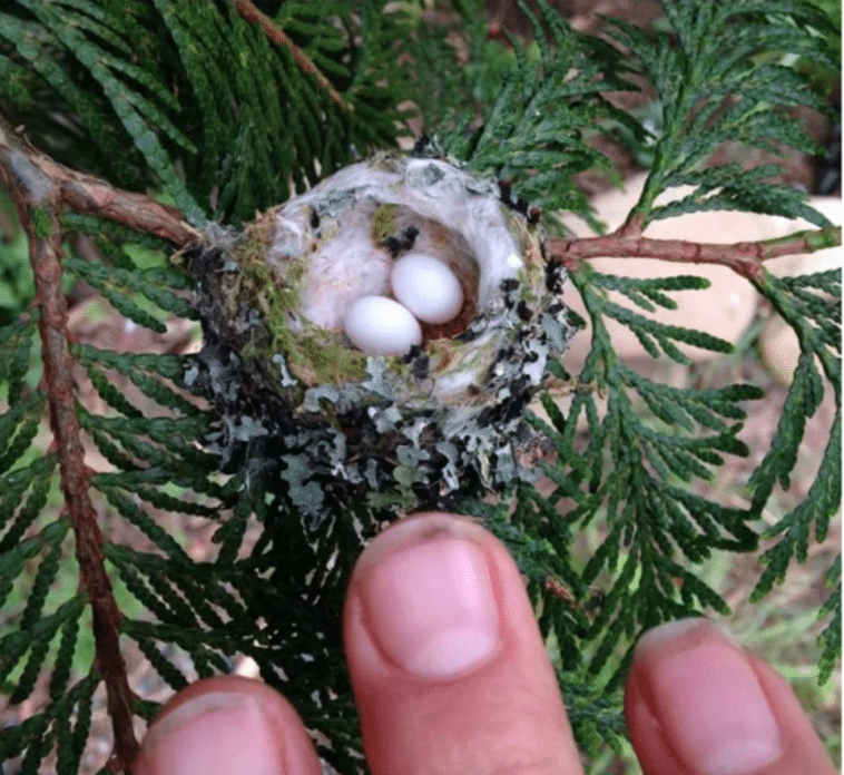 Huevos de colibrí del tamaño de tic tacs