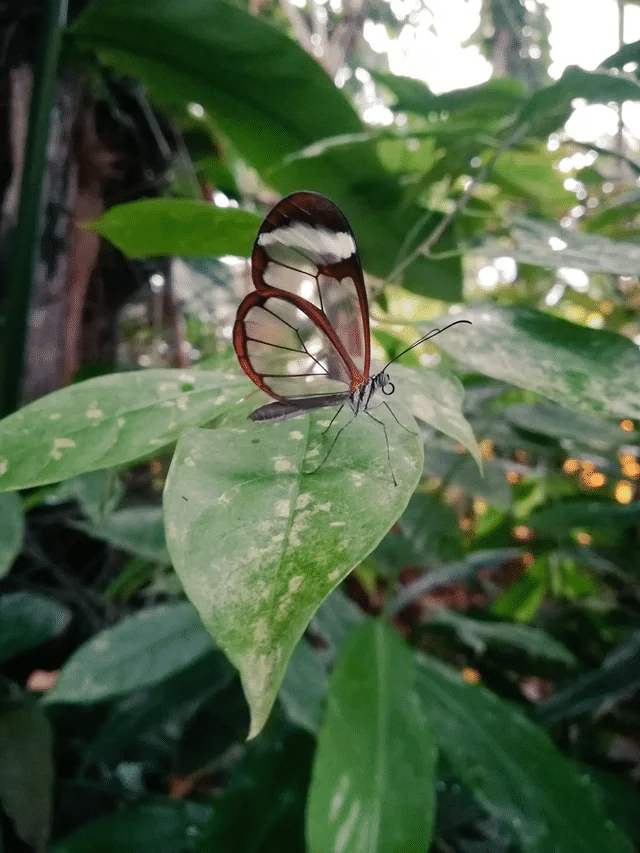 Una mariposa de alas de cristal conocida por sus alas transparentes únicas que le permiten camuflarse sin una coloración excesiva. Se encuentra principalmente en América del Sur con avistamientos tan al norte como Texas.