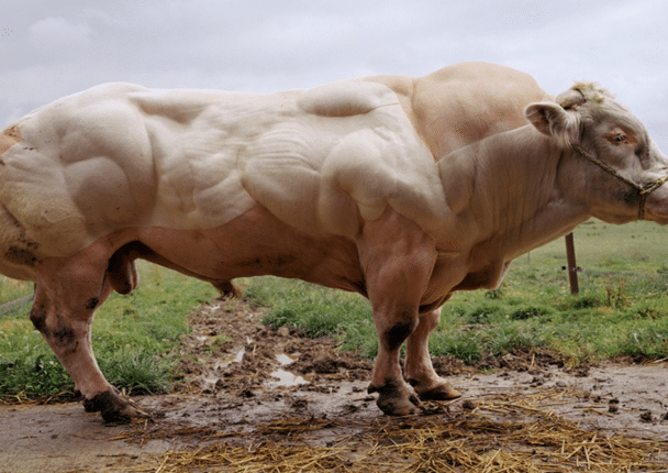 Un toro nacido sin miostatina, esto permite un crecimiento muscular sin restricciones