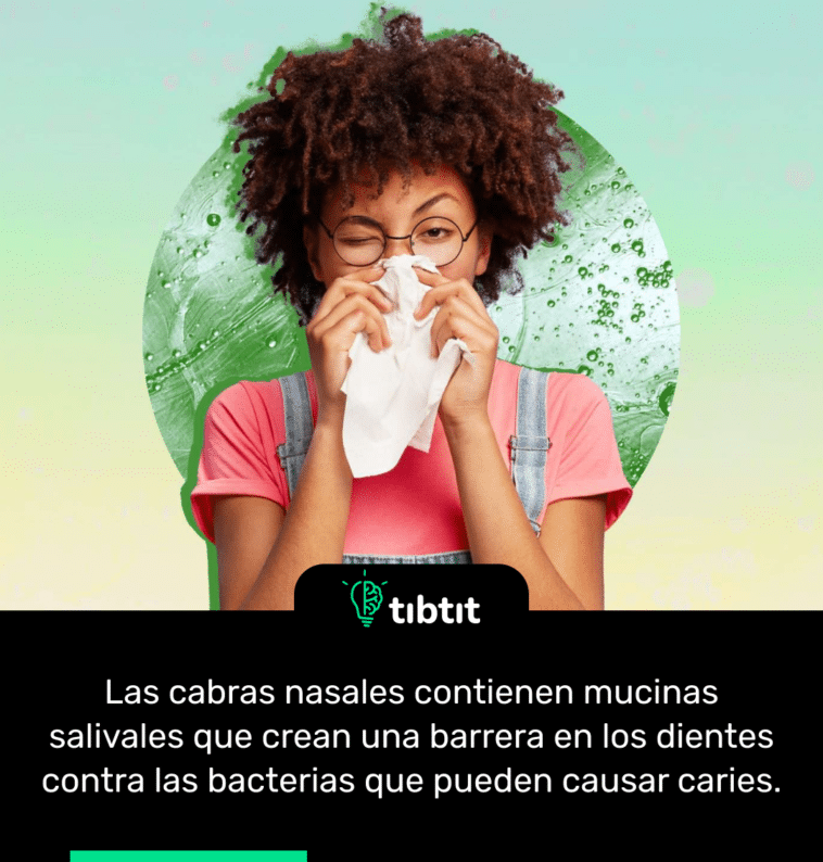 Las cabras nasales contienen mucinas salivales que crean una barrera en los dientes contra las bacterias que pueden causar caries.