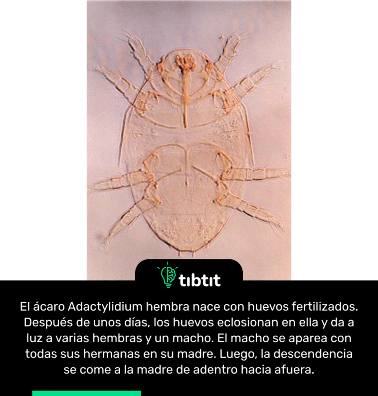 El ácaro Adactylidium hembra nace con huevos fertilizados. Después de unos días, los huevos eclosionan en ella y da a luz a varias hembras y un macho. El macho se aparea con todas sus hermanas en su madre. Luego, la descendencia se come a la madre de adentro hacia afuera.