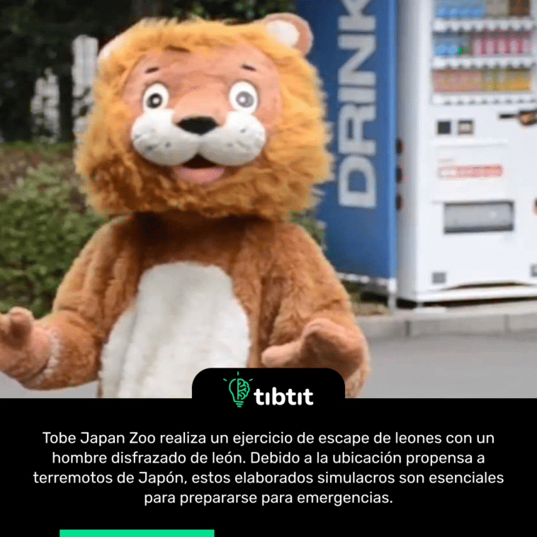 Tobe Japan Zoo realiza un ejercicio de escape de leones con un hombre disfrazado de león. Debido a la ubicación propensa a terremotos de Japón, estos elaborados simulacros son esenciales para prepararse para emergencias.