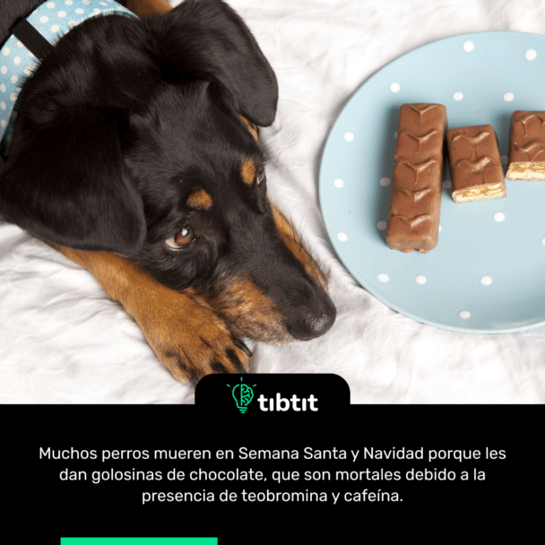 Muchos perros mueren en Semana Santa y Navidad porque les dan golosinas de chocolate, que son mortales debido a la presencia de teobromina y cafeína.