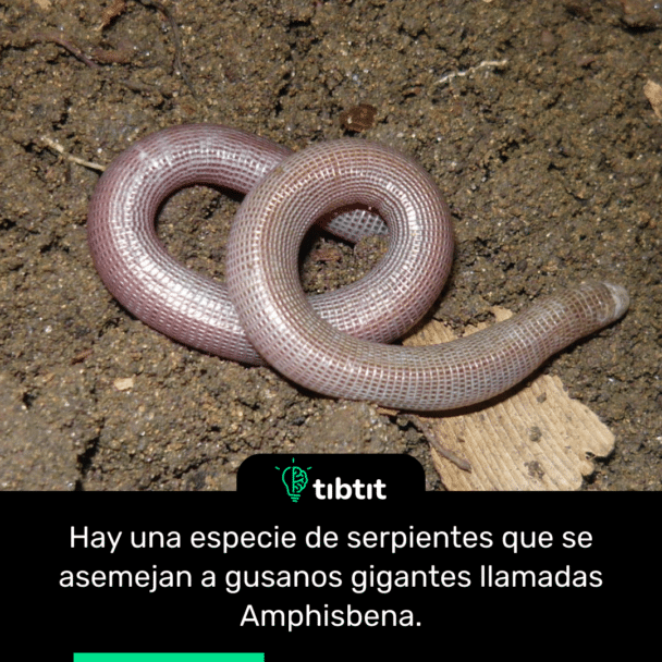 Hay una especie de serpientes que se asemejan a gusanos gigantes llamadas Amphisbena.