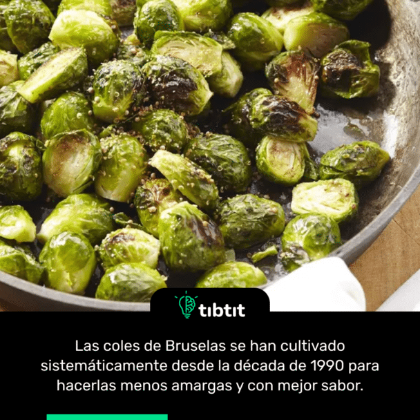 Las coles de Bruselas se han cultivado sistemáticamente desde la década de 1990 para hacerlas menos amargas y con mejor sabor.