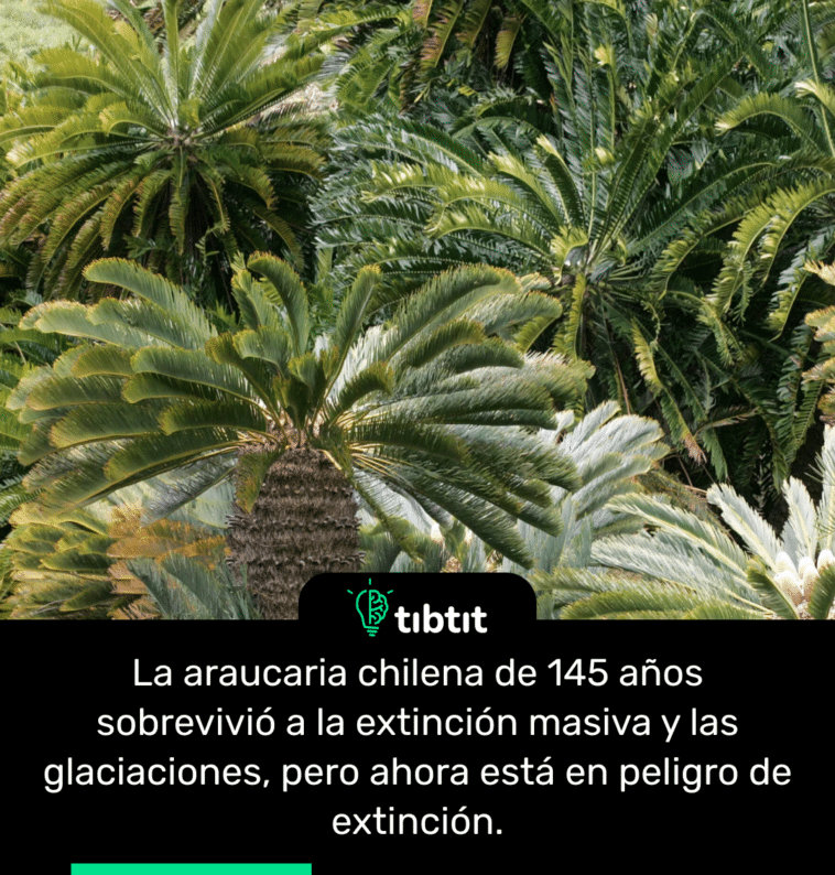 La araucaria chilena de 145 años sobrevivió a la extinción masiva y las glaciaciones, pero ahora está en peligro de extinción.