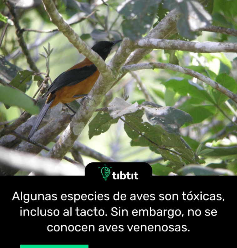 Algunas especies de aves son tóxicas, incluso al tacto. Sin embargo, no se conocen aves venenosas.