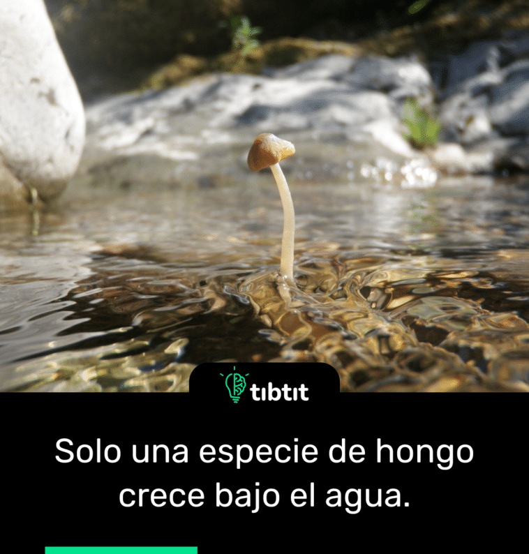 Solo una especie de hongo crece bajo el agua.