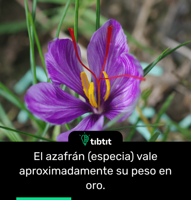 El azafrán (especia) vale aproximadamente su peso en oro.