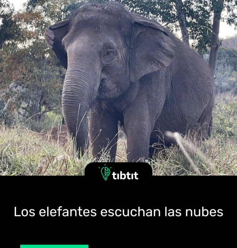 Los elefantes escuchan las nubes