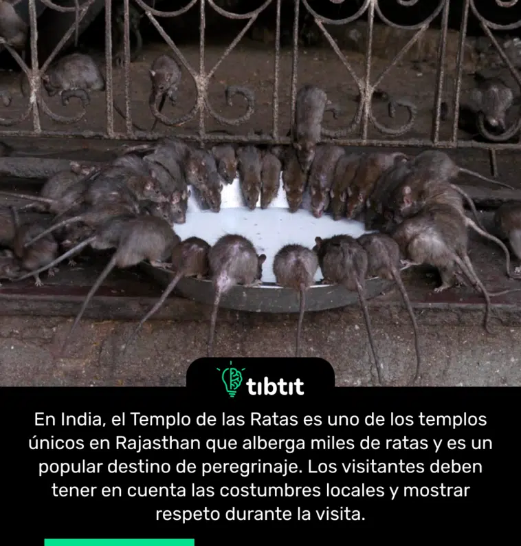En India, el Templo de las Ratas es uno de los templos únicos en Rajasthan que alberga miles de ratas y es un popular destino de peregrinaje. Los visitantes deben tener en cuenta las costumbres locales y mostrar respeto durante la visita.