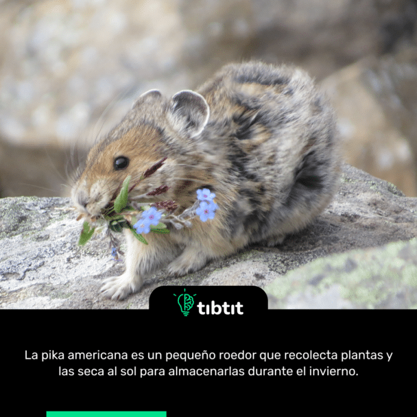 La pika americana es un pequeño roedor que recolecta plantas y las seca al sol para almacenarlas durante el invierno.