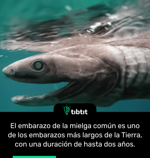 El embarazo de la mielga común es uno de los embarazos más largos de la Tierra, con una duración de hasta dos años.