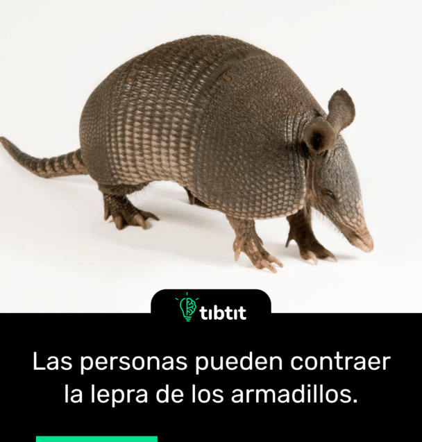 Las personas pueden contraer la lepra de los armadillos.