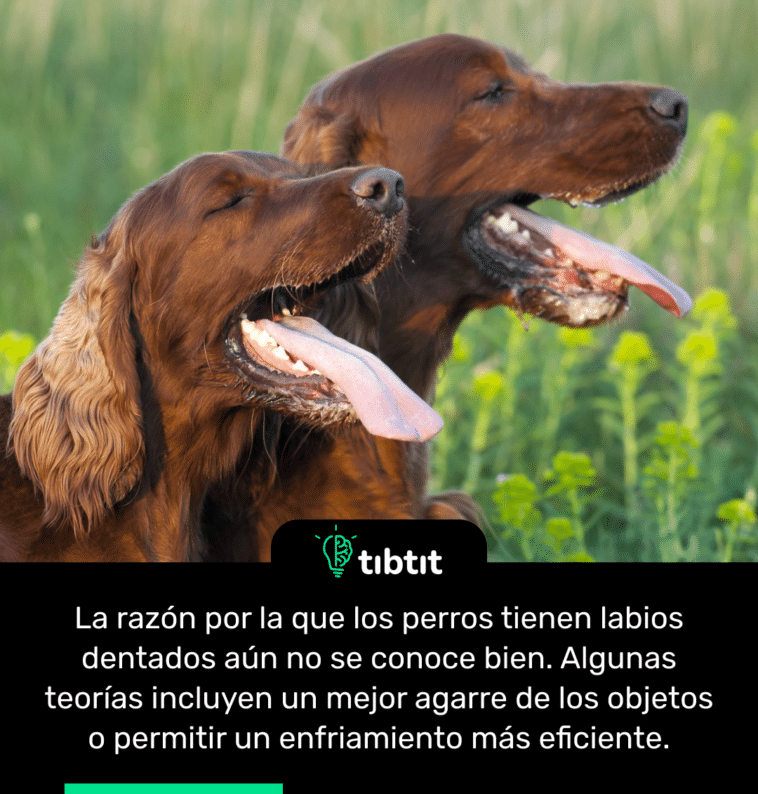 La razón por la que los perros tienen labios dentados aún no se conoce bien. Algunas teorías incluyen un mejor agarre de los objetos o permitir un enfriamiento más eficiente.