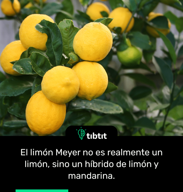 El limón Meyer no es realmente un limón, sino un híbrido de limón y mandarina.
