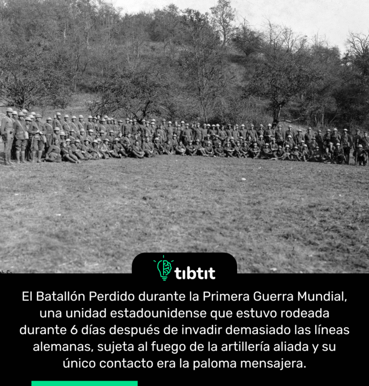 El Batallón Perdido durante la Primera Guerra Mundial, una unidad estadounidense que estuvo rodeada durante 6 días después de invadir demasiado las líneas alemanas, sujeta al fuego de la artillería aliada y su único contacto era la paloma mensajera.
