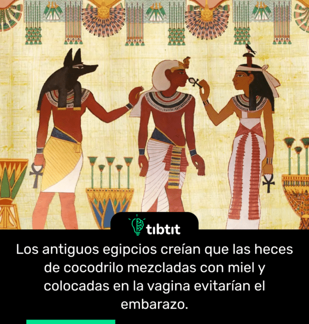 Los antiguos egipcios creían que las heces de cocodrilo mezcladas con miel y colocadas en la vagina evitarían el embarazo.