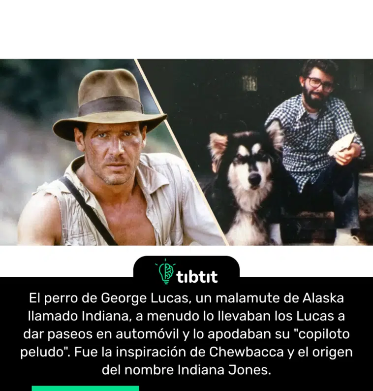 El perro de George Lucas, un malamute de Alaska llamado Indiana, a menudo lo llevaban los Lucas a dar paseos en automóvil y lo apodaban su "copiloto peludo". Fue la inspiración de Chewbacca y el origen del nombre Indiana Jones.