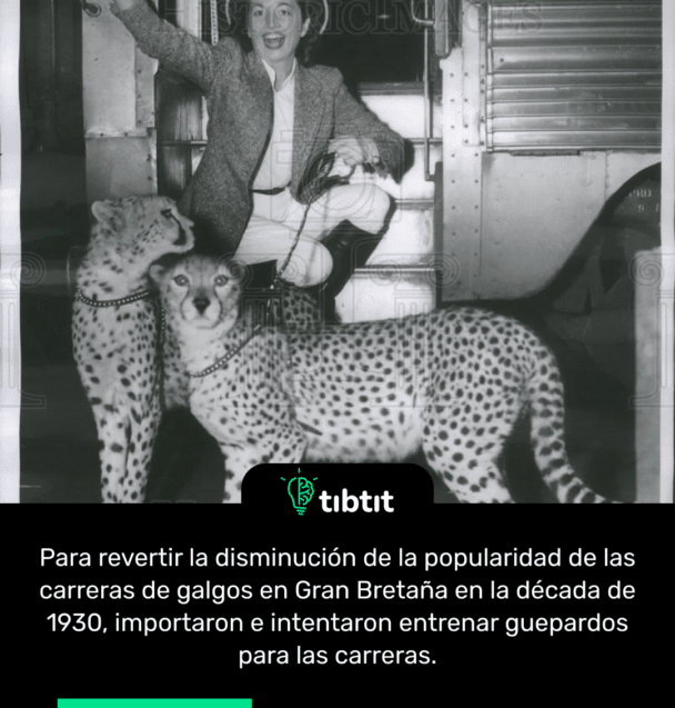 Para revertir la disminución de la popularidad de las carreras de galgos en Gran Bretaña en la década de 1930, importaron e intentaron entrenar guepardos para las carreras.