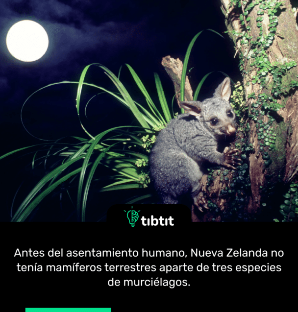 Antes del asentamiento humano, Nueva Zelanda no tenía mamíferos terrestres aparte de tres especies de murciélagos.