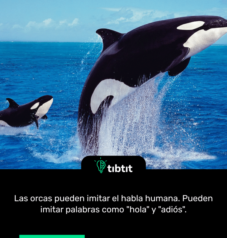 Las orcas pueden imitar el habla humana. Pueden imitar palabras como "hola" y "adiós".