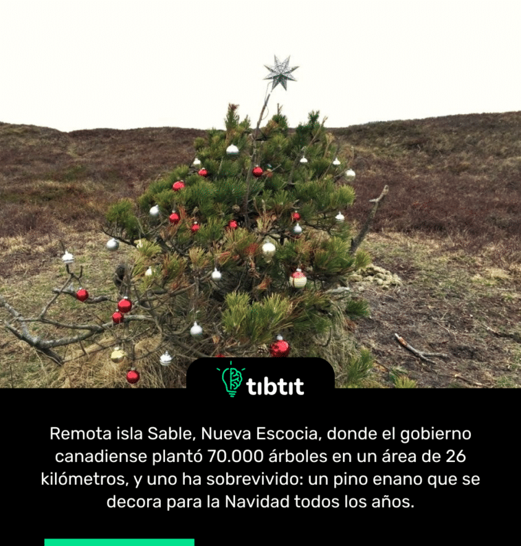 Remota isla Sable, Nueva Escocia, donde el gobierno canadiense plantó 70.000 árboles en un área de 26 kilómetros, y uno ha sobrevivido: un pino enano que se decora para la Navidad todos los años.