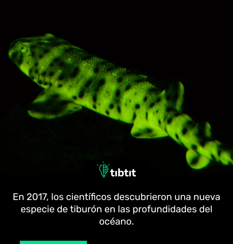 En 2017, los científicos descubrieron una nueva especie de tiburón en las profundidades del océano.
