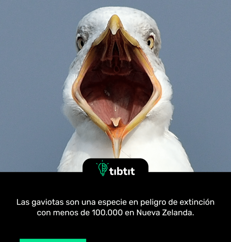 Las gaviotas son una especie en peligro de extinción con menos de 100.000 en Nueva Zelanda.