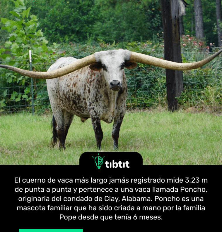 El cuerno de vaca más largo jamás registrado mide 3,23 m de punta a punta y pertenece a una vaca llamada Poncho, originaria del condado de Clay, Alabama. Poncho es una mascota familiar que ha sido criada a mano por la familia Pope desde que tenía 6 meses.