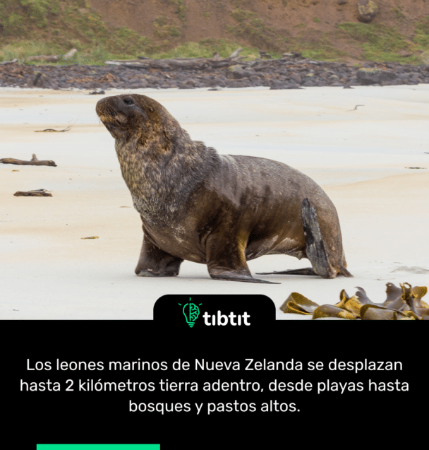 Los leones marinos de Nueva Zelanda se desplazan hasta 2 kilómetros tierra adentro, desde playas hasta bosques y pastos altos.
