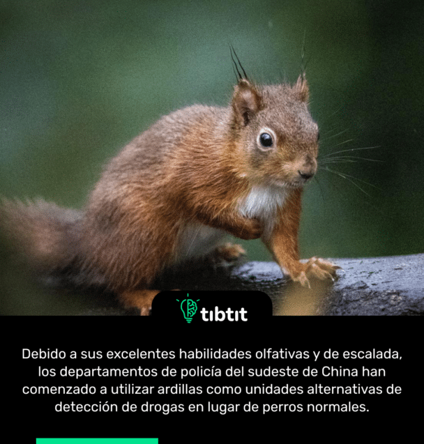 Debido a sus excelentes habilidades olfativas y de escalada, los departamentos de policía del sudeste de China han comenzado a utilizar ardillas como unidades alternativas de detección de drogas en lugar de perros normales.