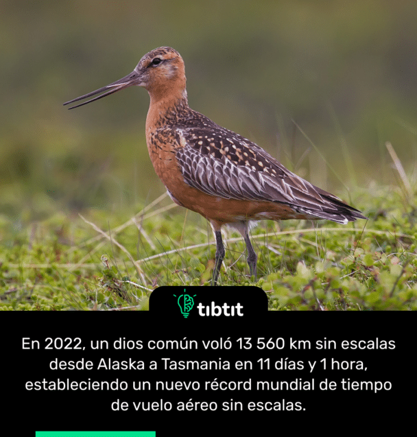 En 2022, un dios común voló 13 560 km sin escalas desde Alaska a Tasmania en 11 días y 1 hora, estableciendo un nuevo récord mundial de tiempo de vuelo aéreo sin escalas.